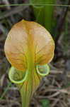 Green pitcherplant